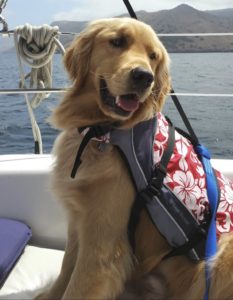 Dog Aboard 1.27