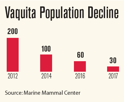 Vaquita Population Decline