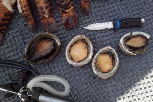 Abalone Poaching