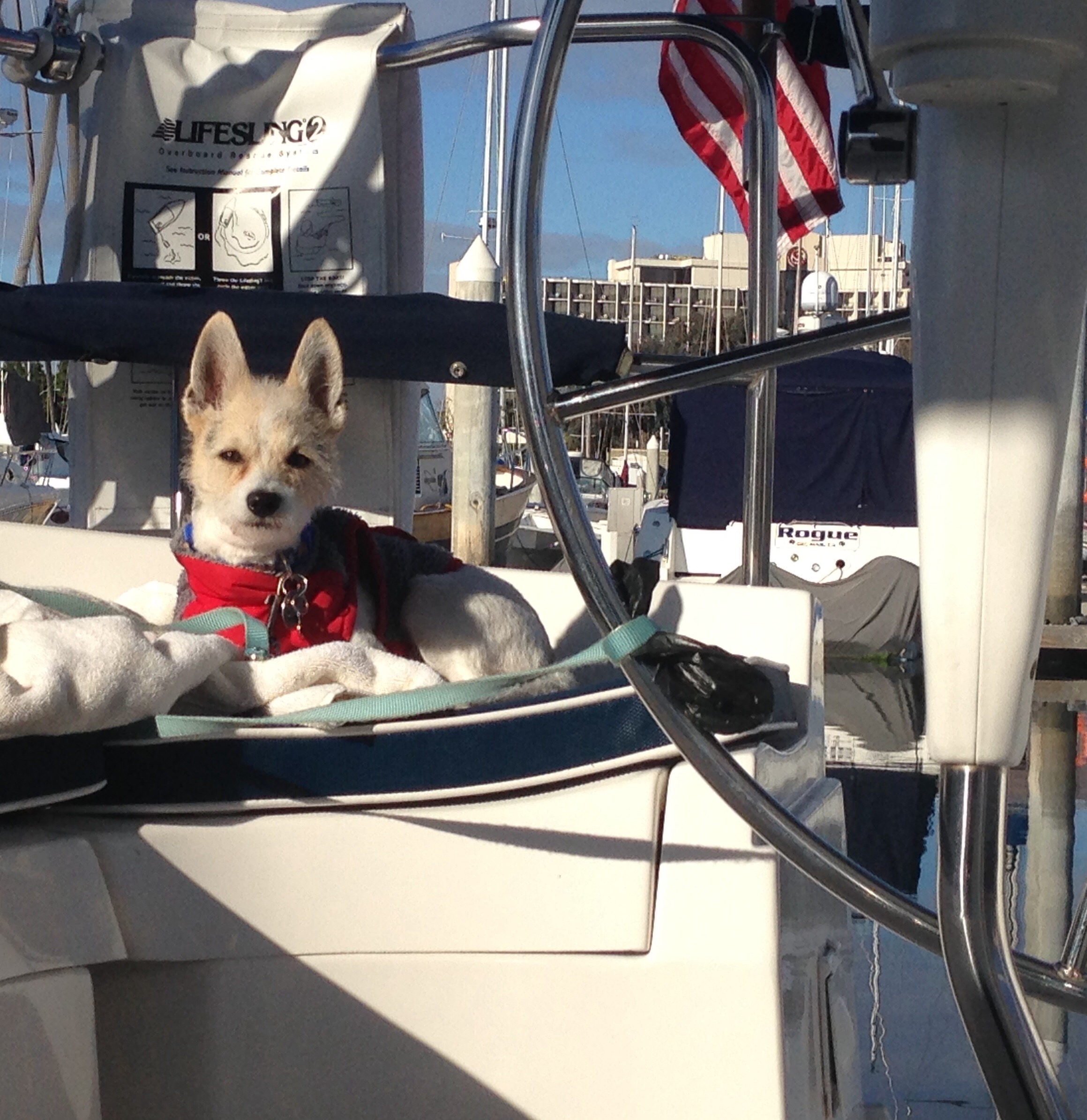 Dog aboard