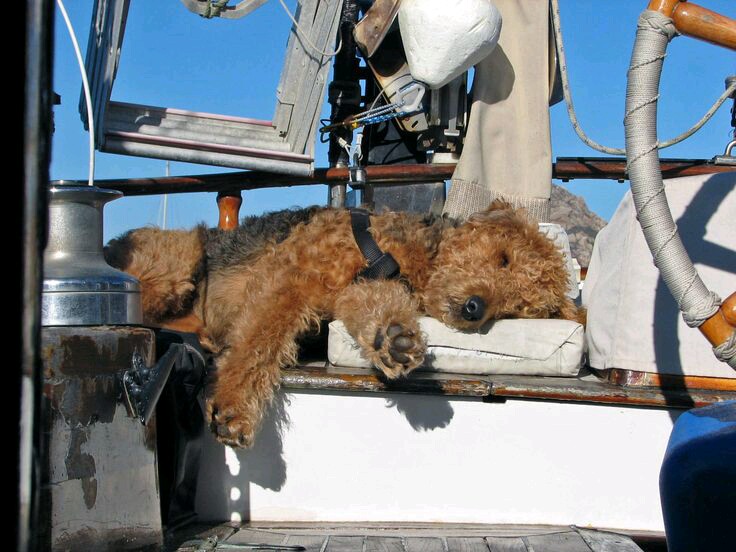 dog aboard