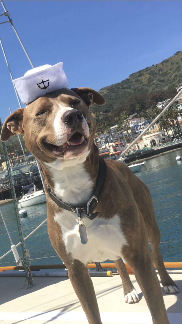 Dog aboard