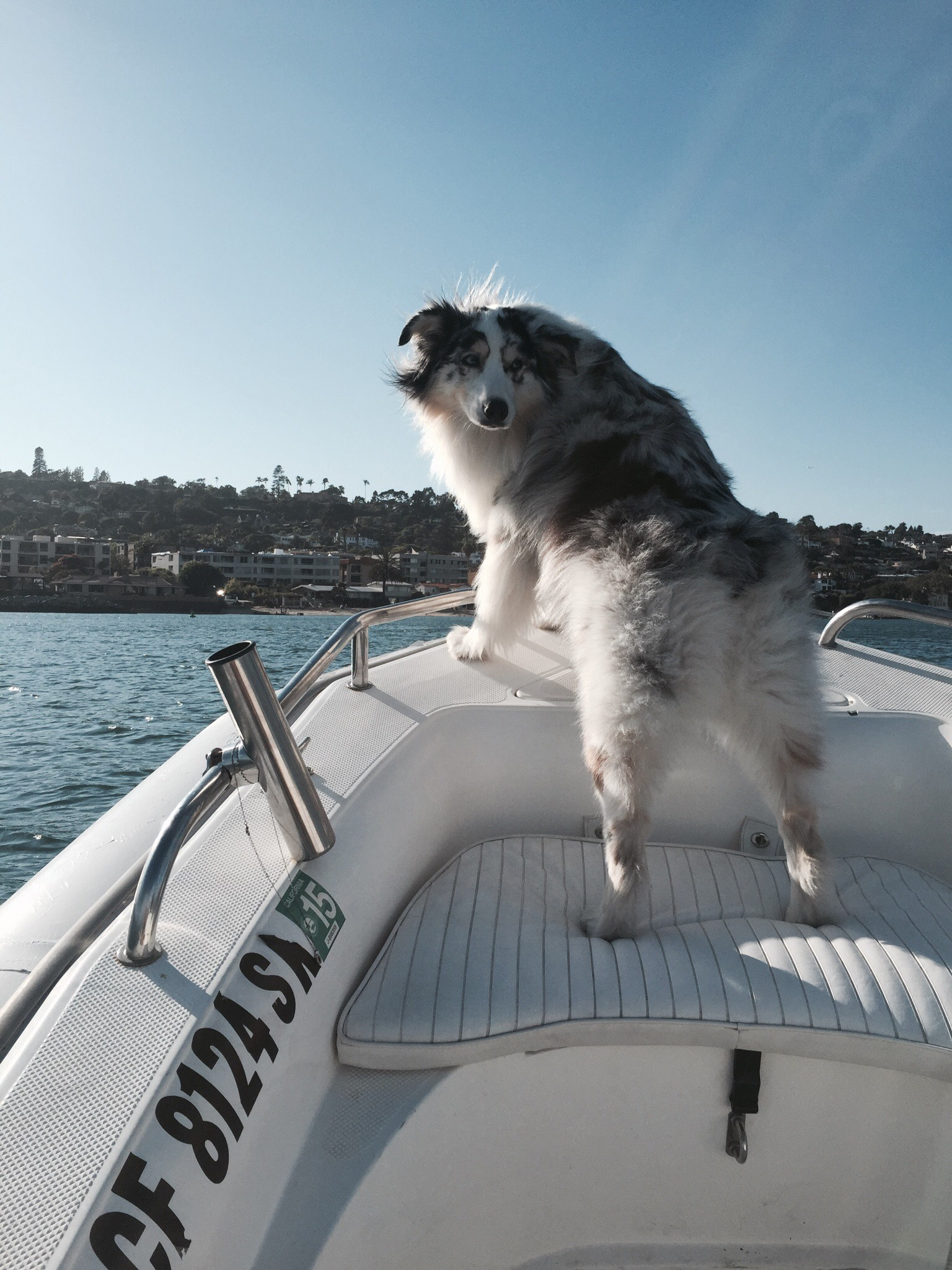 dog aboard