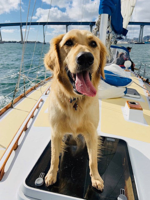 Dog aboard