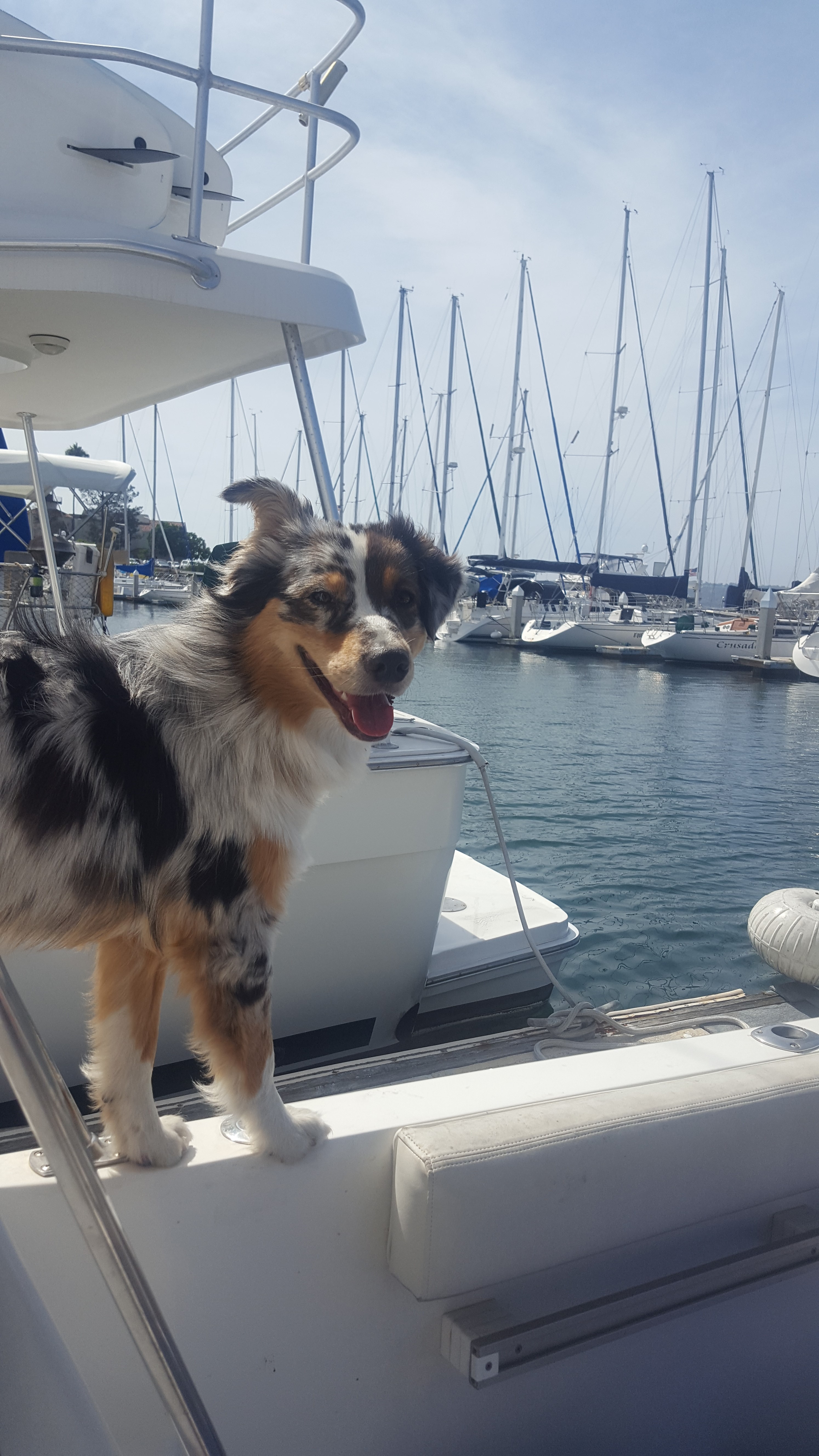 dog aboard