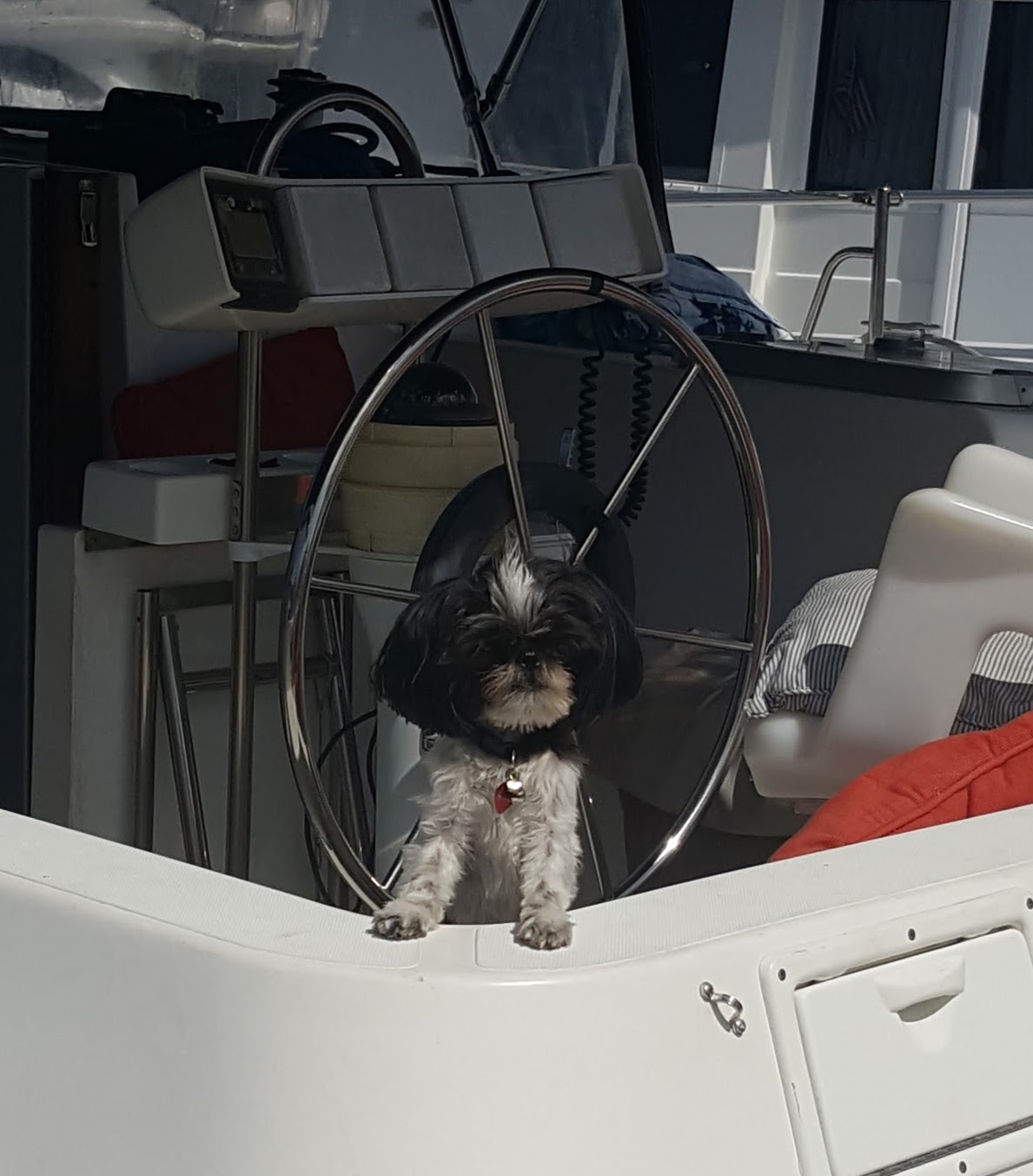 dog aboard
