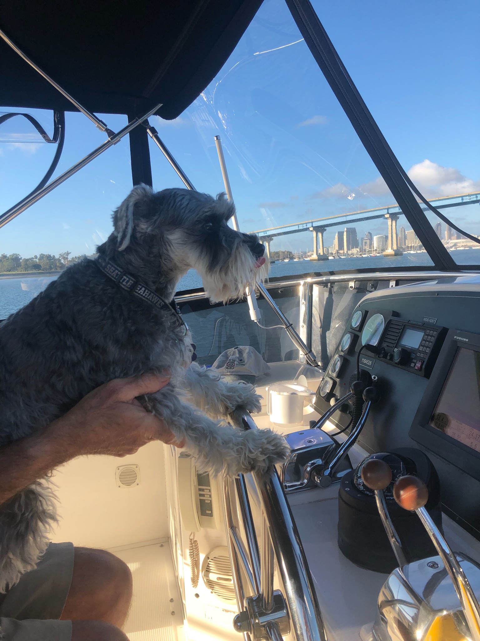Dog aboard
