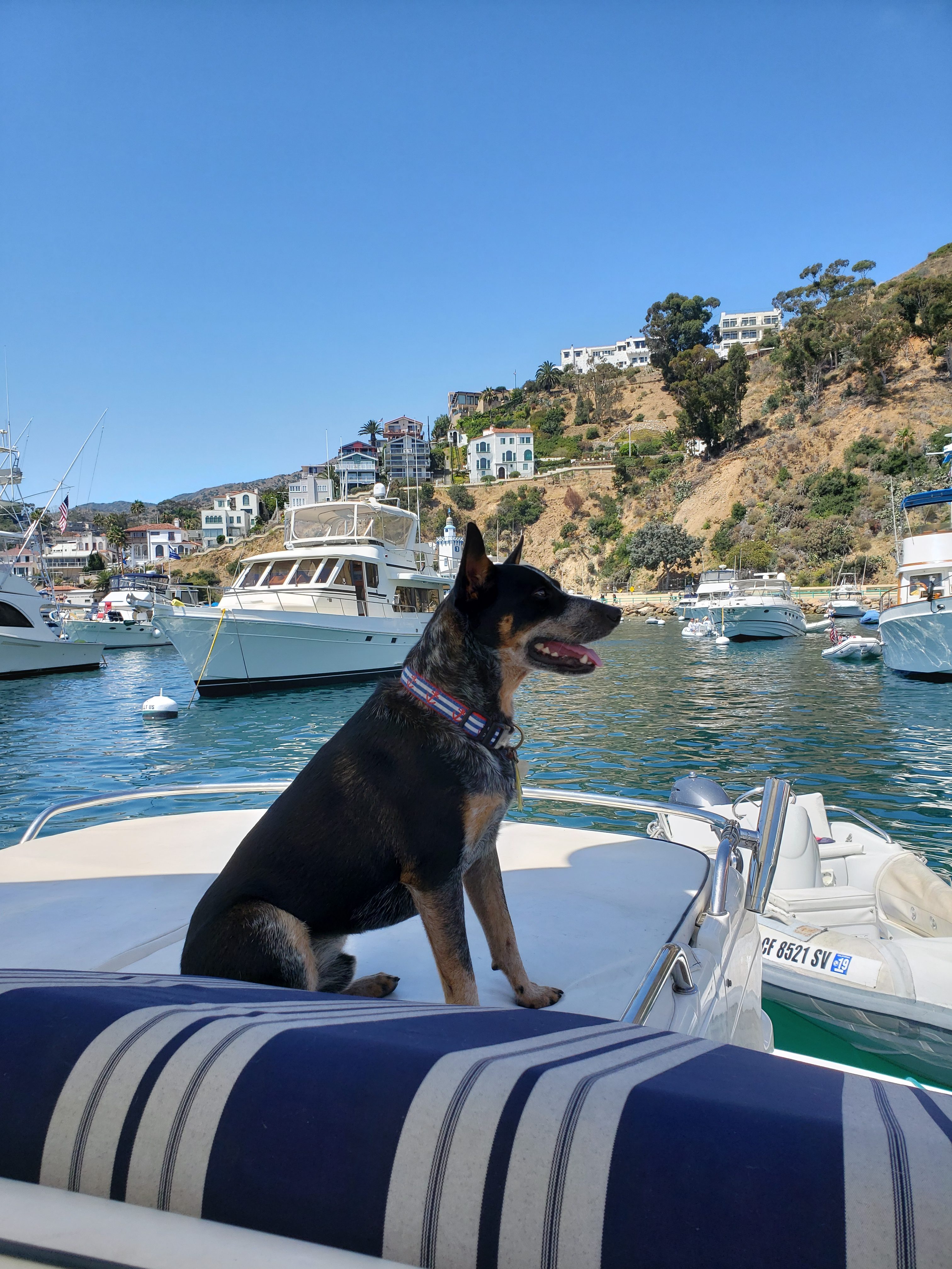 Dog aboard