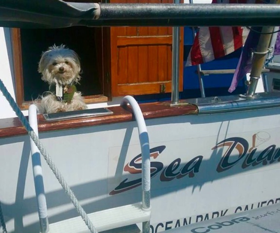 Dog aboard