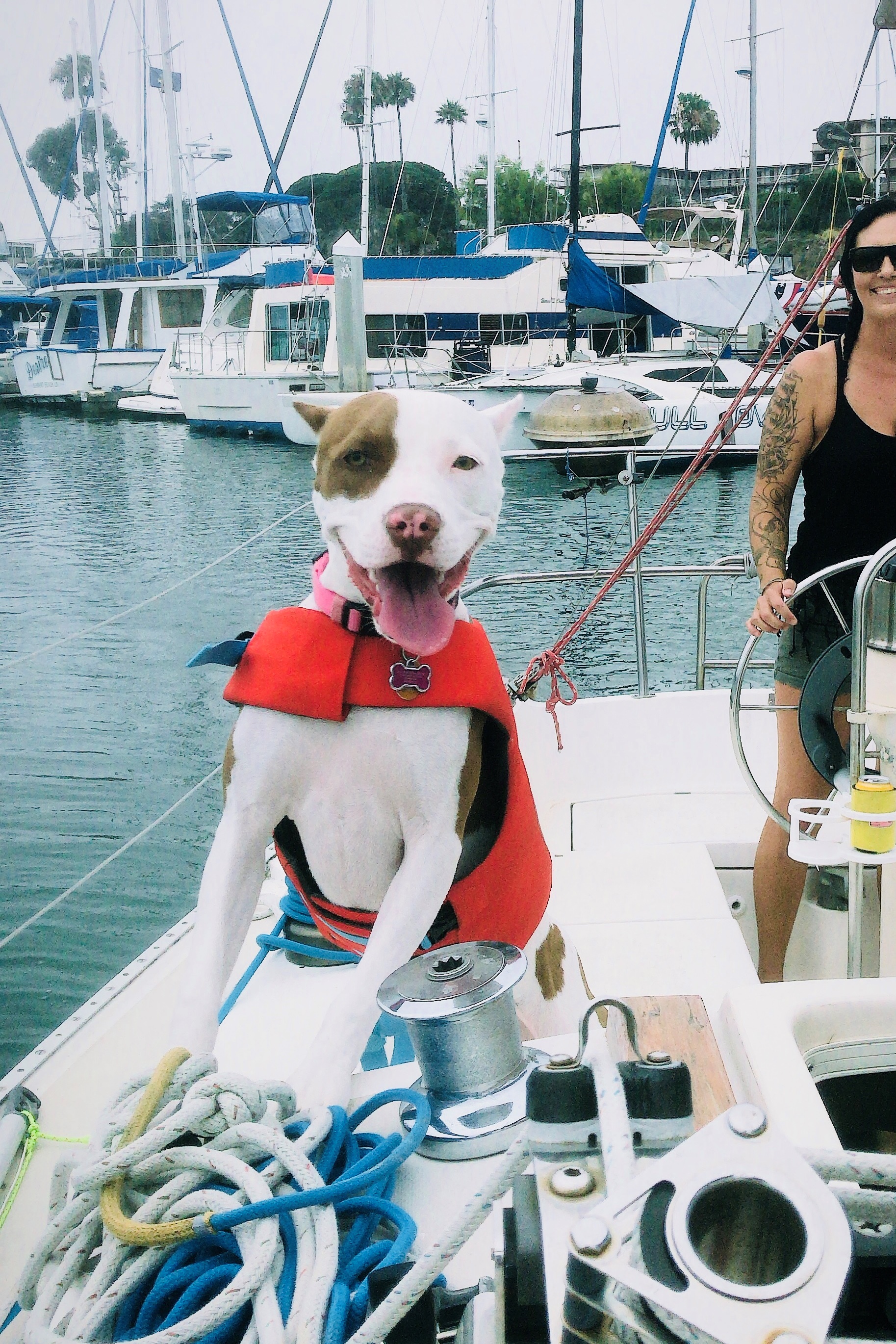 Dog aboard