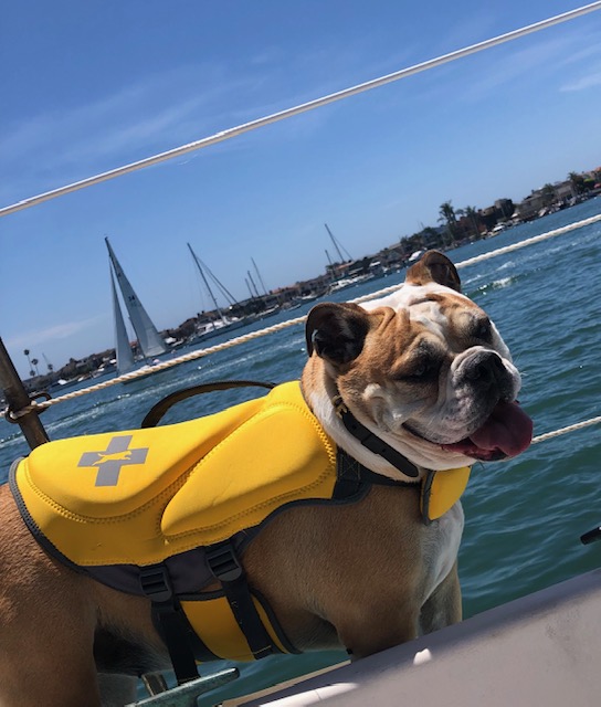 Dog aboard