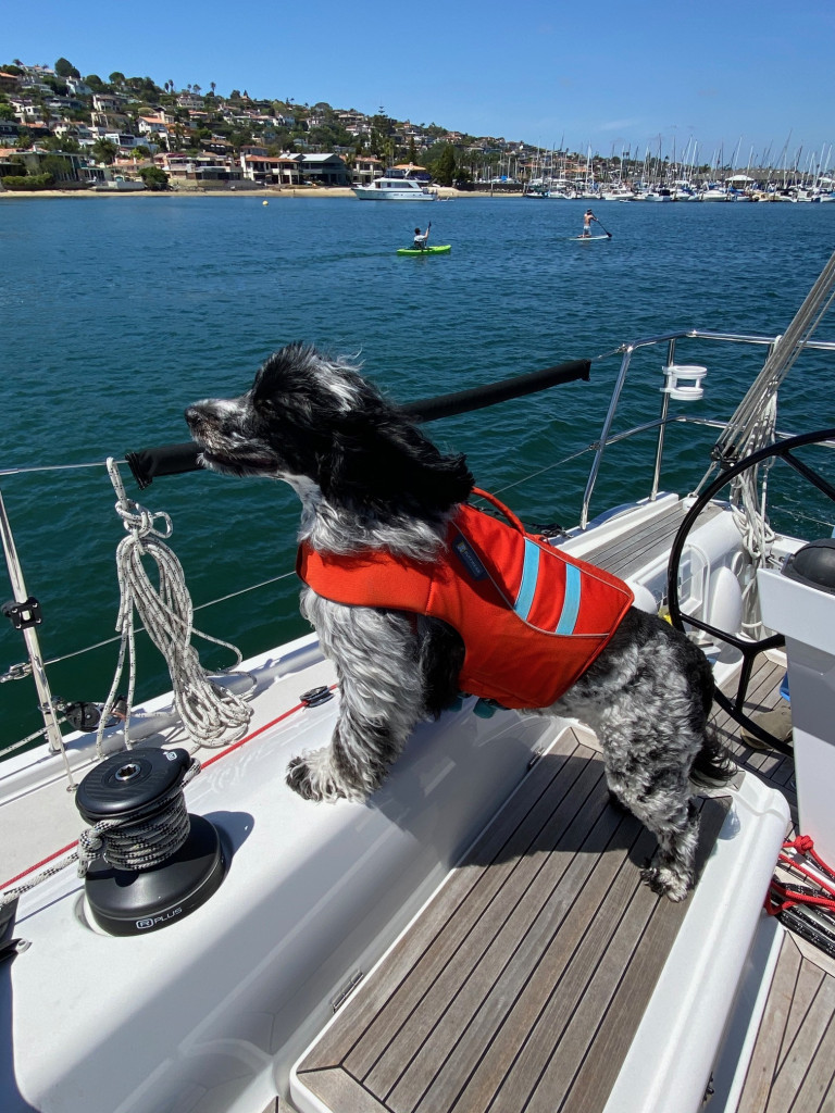 Dog Aboard