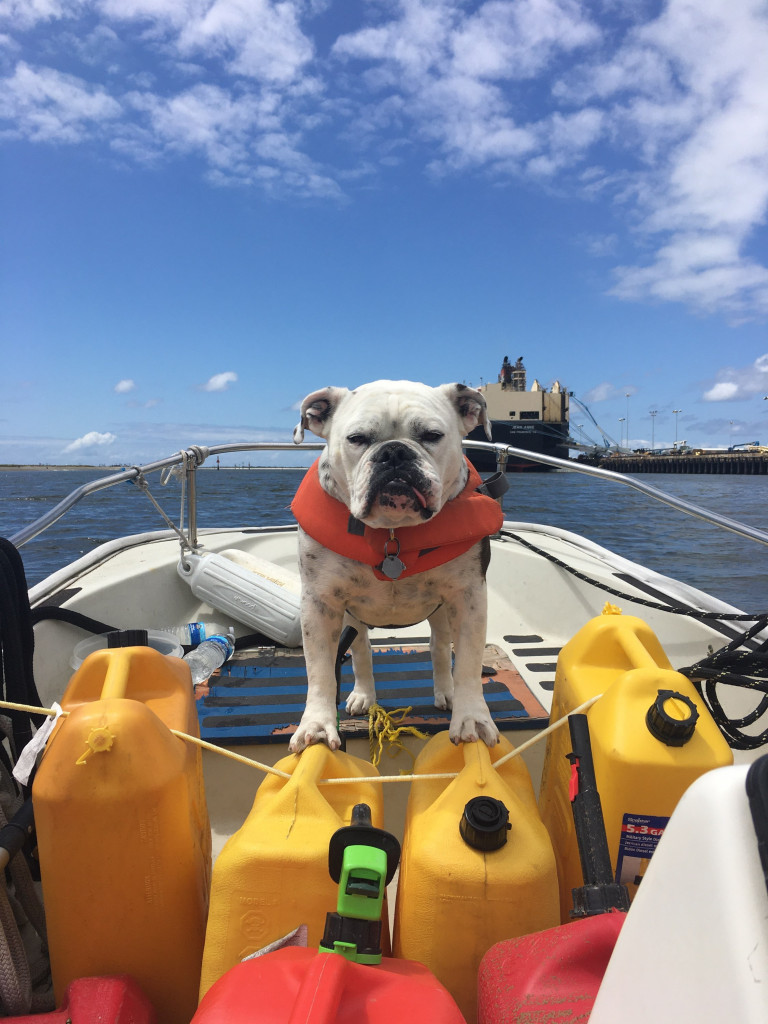 Dog Aboard