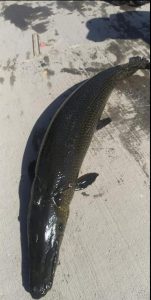 Alligator gar