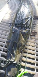 Alligator gar