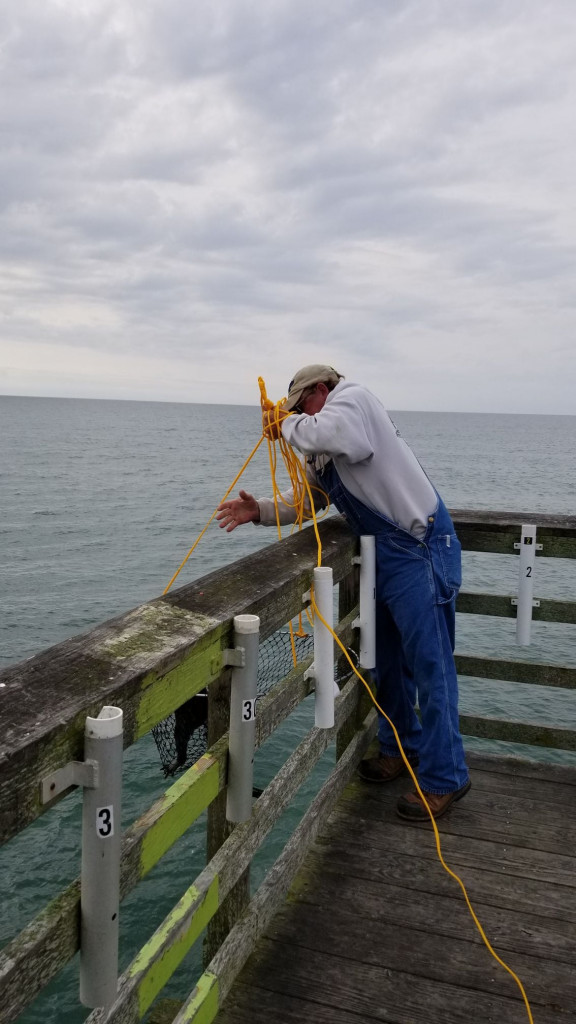 Raccoon on pier 