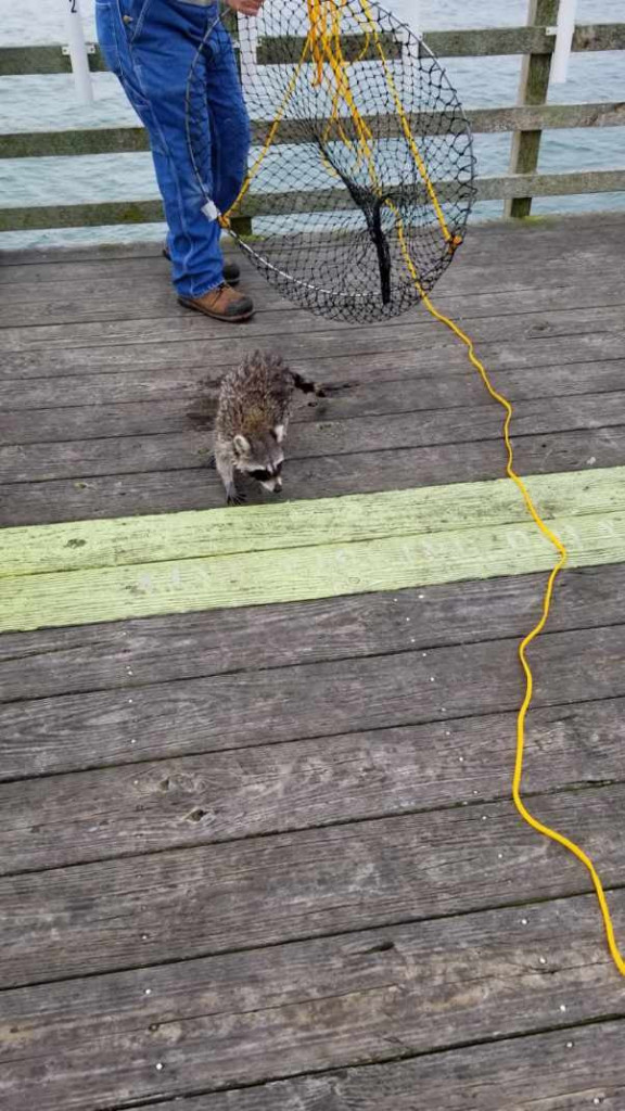 Raccoon on pier 