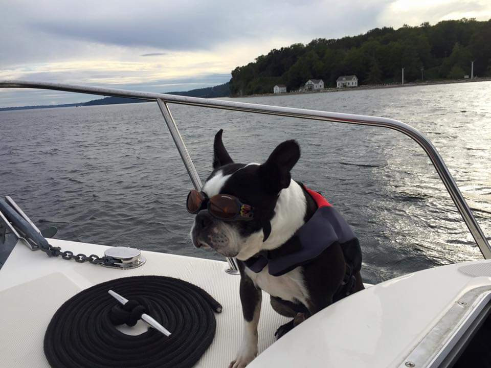Dog Aboard