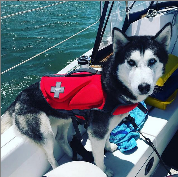 Dog on boat