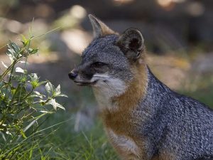 Catalina Island Fox