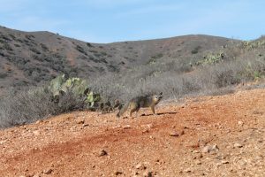 Catalina Island Fox