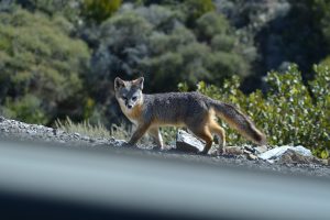 Catalina Island Fox