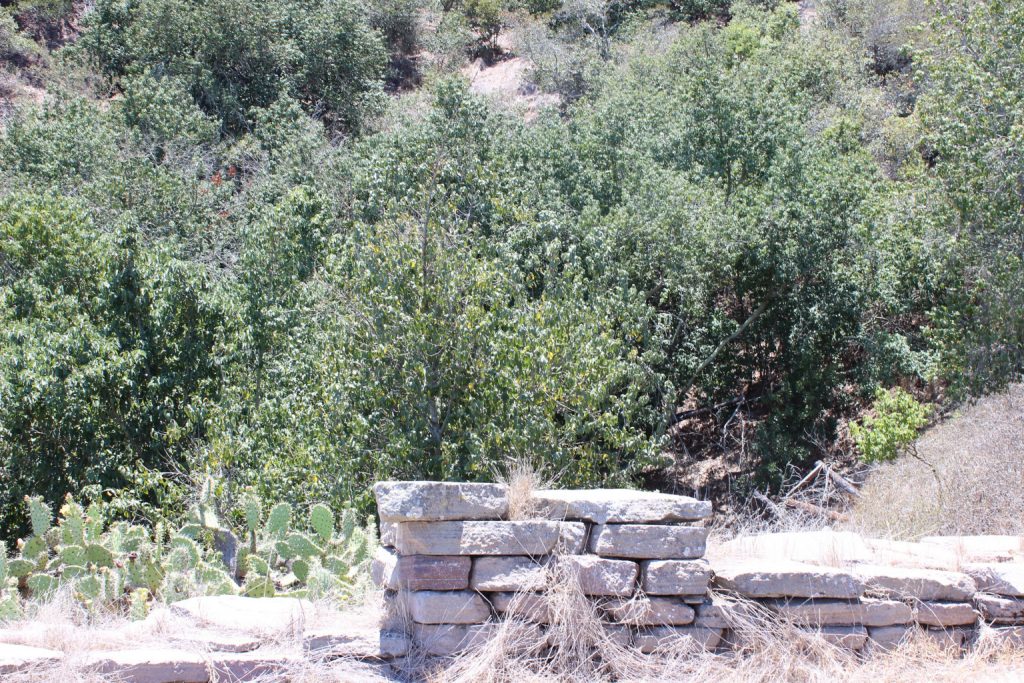 Catalina Island Iron Wood