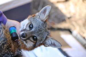 Catalina Island Fox