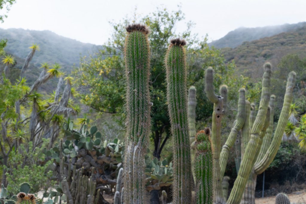 Wrigley Botanical Garden