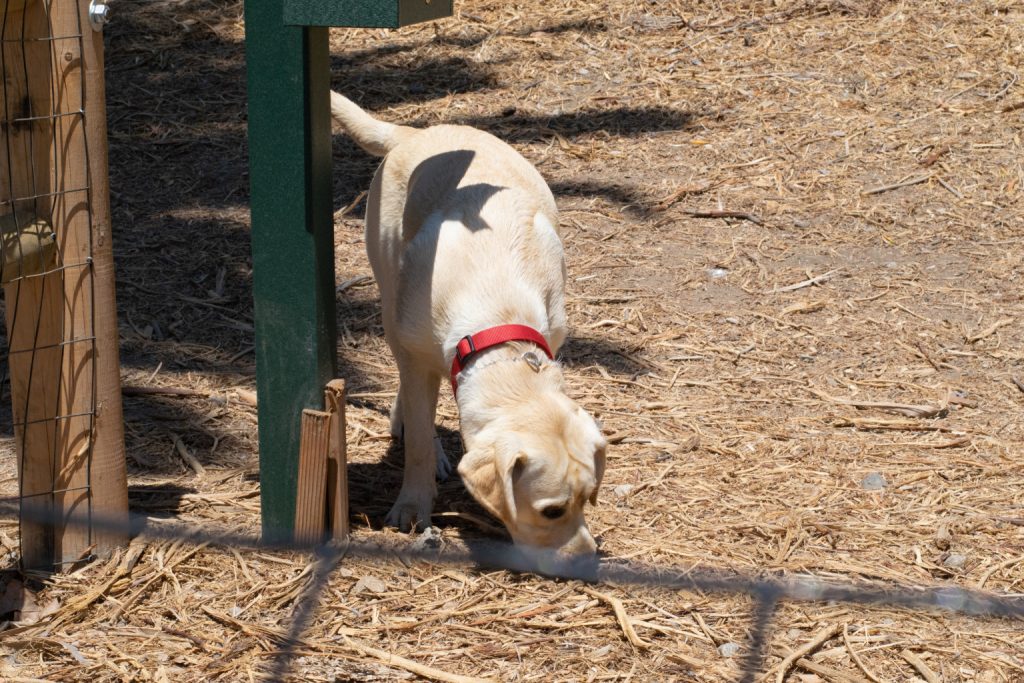 People's Park Dog Park